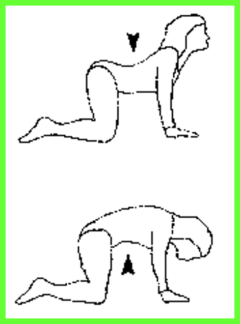 Упражнение кошечка для позвоночника. Кошечка упражнение для спины. Поза кошки. Поза собачки.