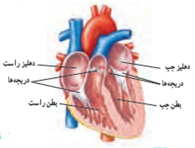 آناتومی قلب | مرجع دانلود پاورپوینت